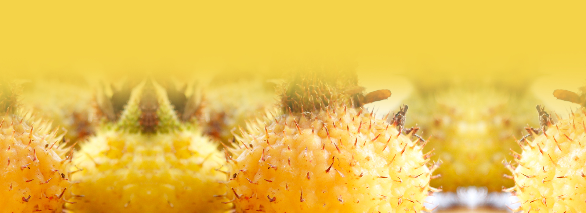 js_thumb bannerPic